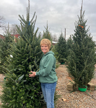 Premium Cut Christmas Tree - Fraser 6-7'