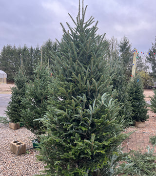 Premium Cut Christmas Tree- Fraser Fir 8-9'