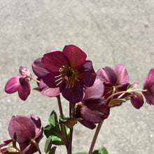 Load image into Gallery viewer, Helleborous &#39;Ice n Rose&#39; Red