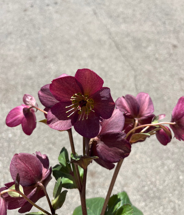 Helleborous 'Ice n Rose' Red