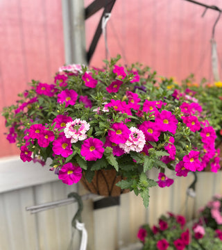 Hanging Basket -  16