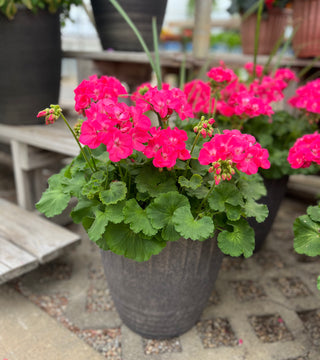 Premium Container Garden