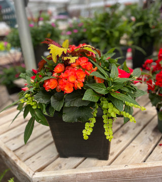 Premium Container Garden