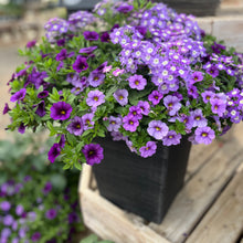 Load image into Gallery viewer, Rhoads Container Garden