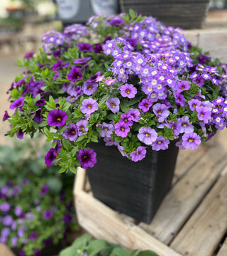 Rhoads Container Garden