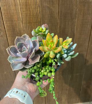 Living Canvas Combo