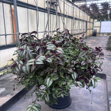 Load image into Gallery viewer, Wandering Dude &amp; Bridal Veil