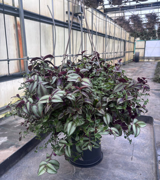 Wandering Dude & Bridal Veil