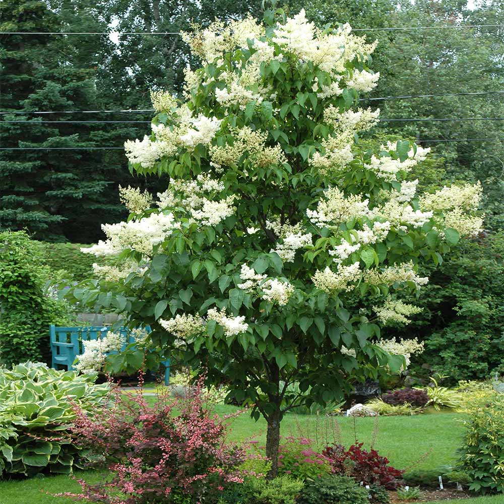 Syringa reticulata 'Ivory Silk'-25 gal