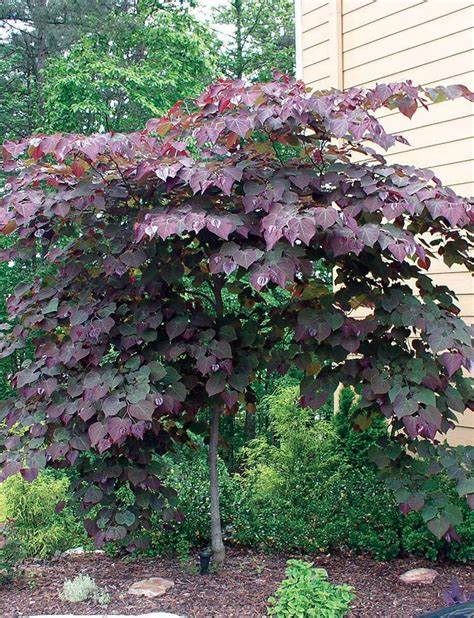 Cercis canadensis 'Forest Pansy' - 7 gal. pre-order