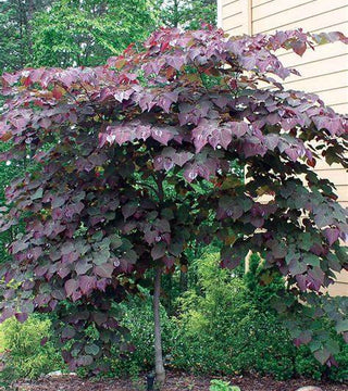 Cercis canadensis 'Forest Pansy' - 7 gal. pre-order