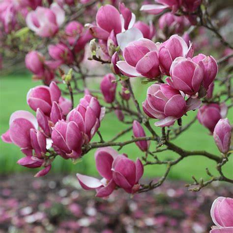 Magnolia soulangiana 'Rustica Rubra' 7 gal pre-order