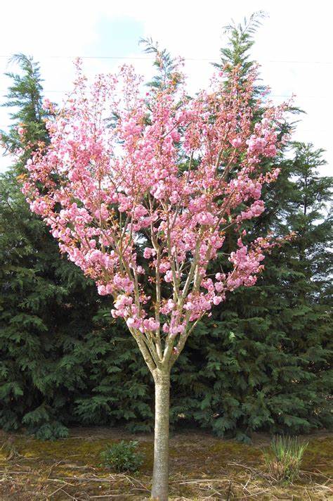 Prunus serrulata 'Kwanzan' Cherry 10 gal pre-sale