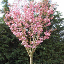 Load image into Gallery viewer, Prunus serrulata &#39;Kwanzan&#39; Cherry 10 gal pre-sale