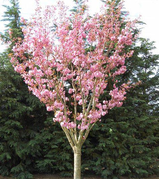 Prunus serrulata 'Kwanzan' Cherry 10 gal pre-sale