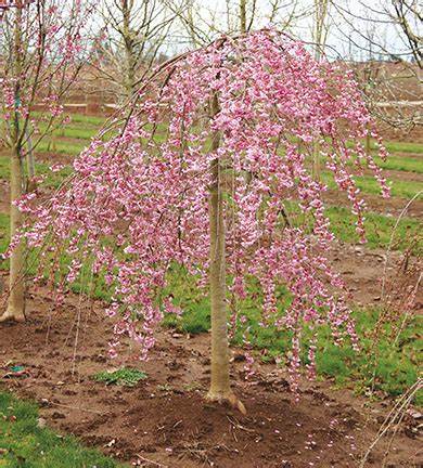 Pink Cascade Cherry 4' graft pre-order