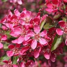 Load image into Gallery viewer, Purple Prince Crabapple
