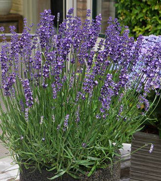 Lavender Big Time Blue