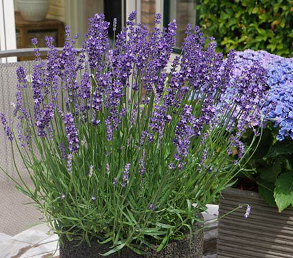 Lavender Big Time Blue