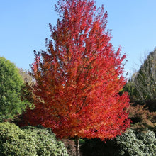 Load image into Gallery viewer, Redpointe Maple-15 gal.