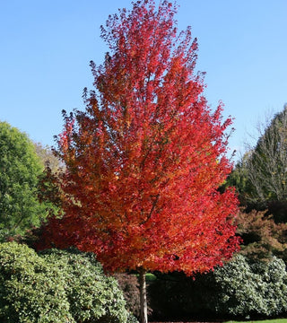 Redpointe Maple-20 gal.