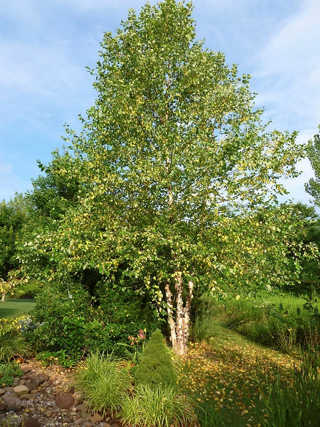 Betula nigra 'Heritage' River Birch-10 gal