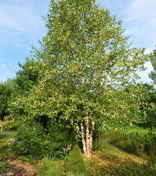 Betula nigra 'Heritage' River Birch-10 gal