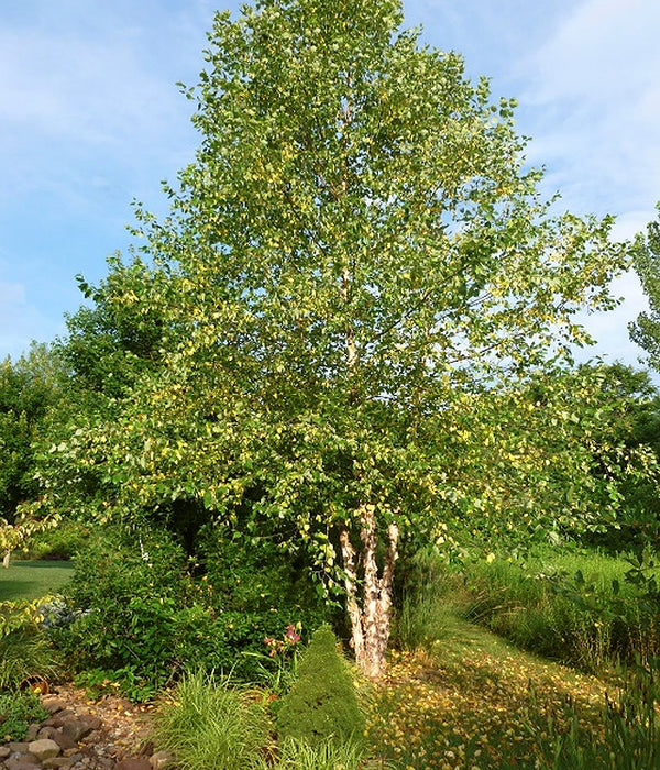 Betula nigra 'Heritage' River Birch-10 gal