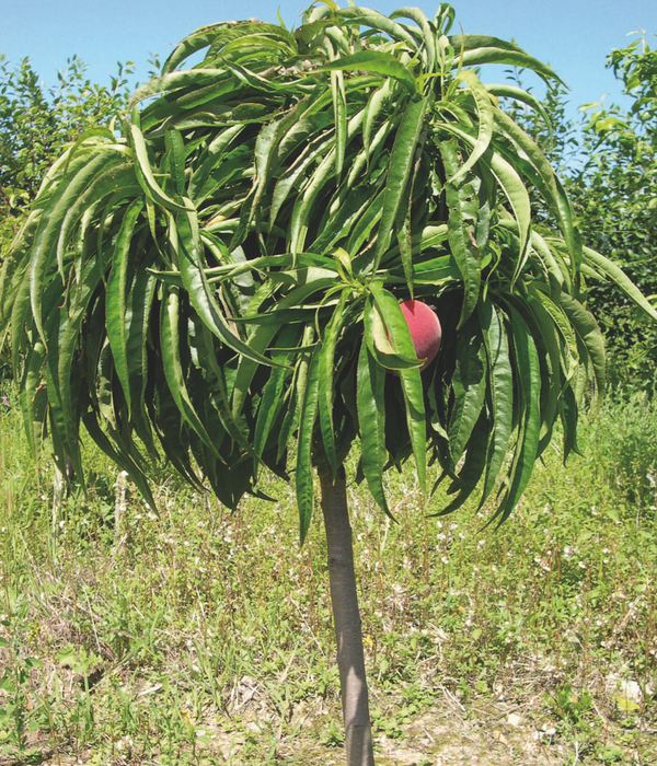 Patio Peach Tree Bonanza 7 gal
