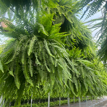 Load image into Gallery viewer, Boston Fern Jumbo Basket Pre-Order