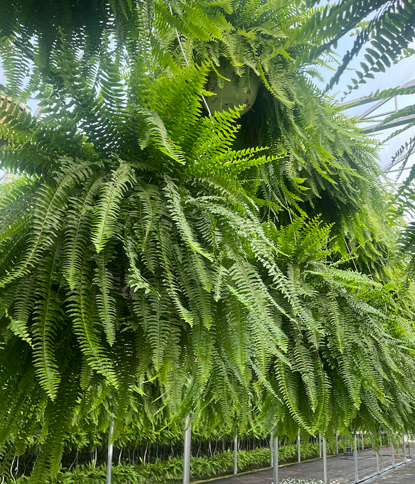 Boston Fern Jumbo Basket Pre-Order