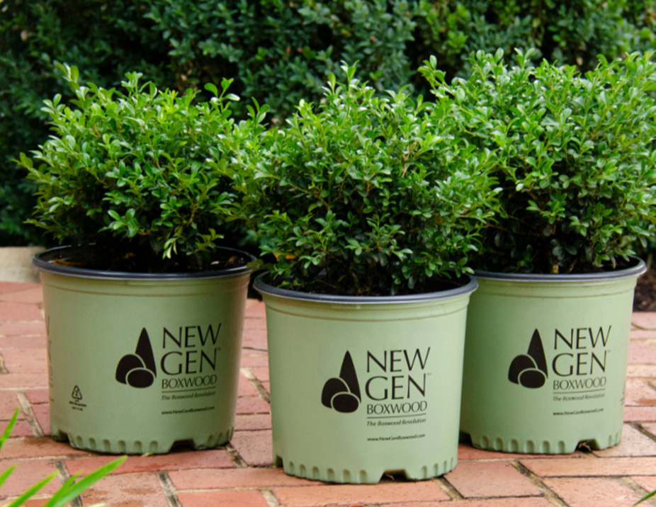 NewGen Independence Boxwood