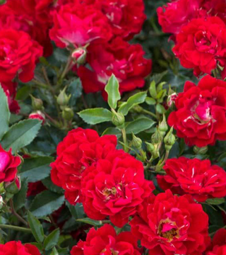 Red Drift Rose