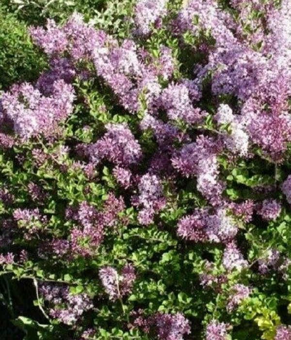 Syringa meyeri 'Palibin