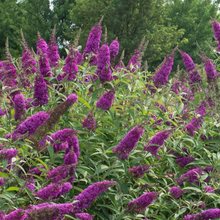 Load image into Gallery viewer, Buddleia RoyalRazz