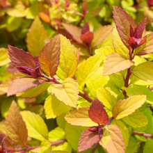 Load image into Gallery viewer, Spirea Empire Northern Lights