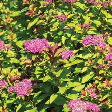 Load image into Gallery viewer, Spirea Empire Northern Lights