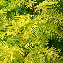 Load image into Gallery viewer, Metasequoia Amber Glow Dawn Redwood 20 gal