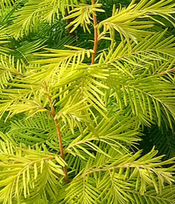 Metasequoia Amber Glow Dawn Redwood 20 gal
