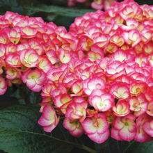 Load image into Gallery viewer, Firefly Hydrangea 3 gal