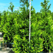 Load image into Gallery viewer, GREEN GIANT 4/5&#39; arborvitae-no warranty