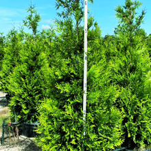 Load image into Gallery viewer, GREEN GIANT 5' arborvitae 7gal