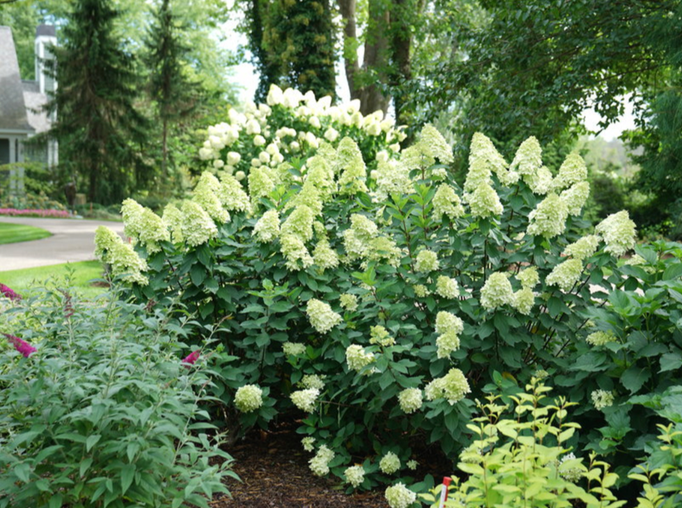 Limelight PRIME Hydrangea