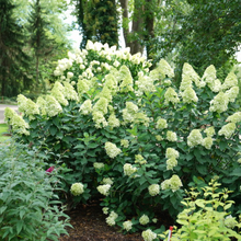 Load image into Gallery viewer, Limelight PRIME Hydrangea