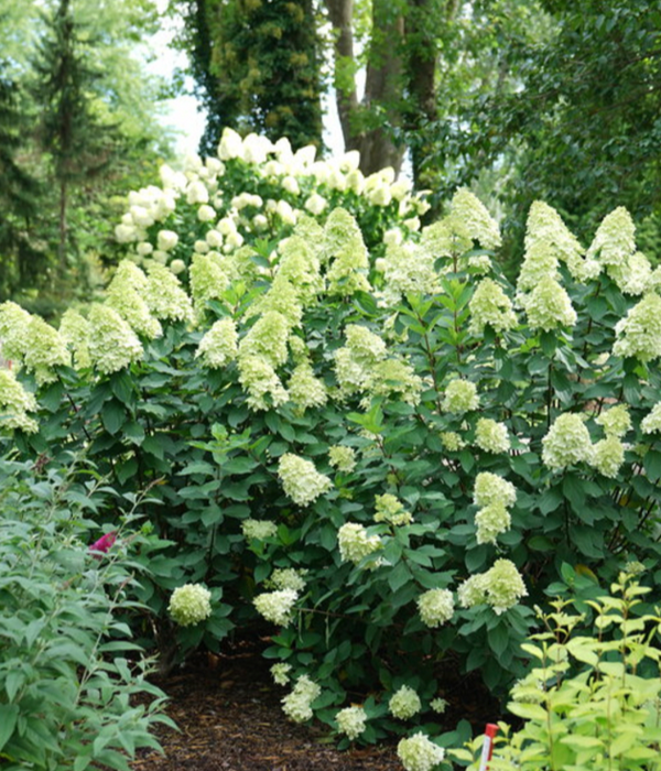 Limelight PRIME Hydrangea