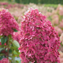 Load image into Gallery viewer, Limelight PRIME Hydrangea