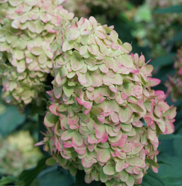 Limelight PRIME Hydrangea