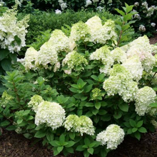 Load image into Gallery viewer, Little Lime Punch Hydrangea