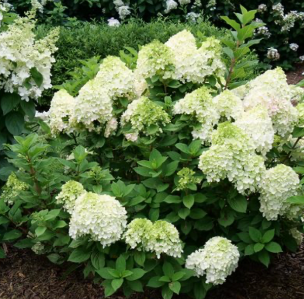 Little Lime Punch Hydrangea