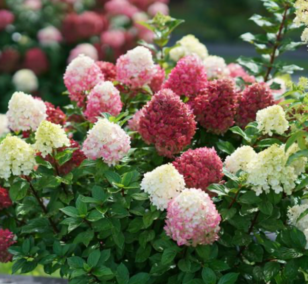 Little Lime Punch Hydrangea